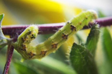Kıllı yeşil zehirli caterpillar çiçek kök kıpır kıpır görünümünü kapat 
