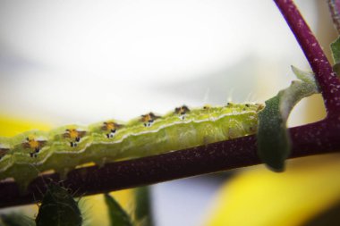 Kıllı yeşil zehirli caterpillar çiçek kök kıpır kıpır görünümünü kapat 