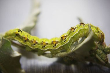 Kıllı yeşil zehirli caterpillar yeşil yaprağı kıpır kıpır, görünümü Kapat