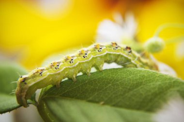 Kıllı yeşil zehirli caterpillar yeşil yaprağı kıpır kıpır, görünümü Kapat