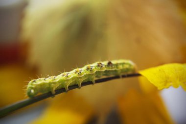 Kıllı yeşil zehirli caterpillar çiçek kök kıpır kıpır görünümünü kapat 