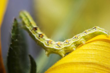 Kıllı yeşil zehirli caterpillar görünümü Kapat çiçek