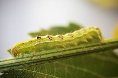 Kıllı yeşil zehirli caterpillar çiçek kök kıpır kıpır görünümünü kapat 