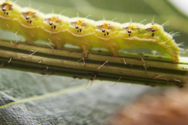 Kıllı yeşil zehirli caterpillar çiçek kök kıpır kıpır görünümünü kapat 