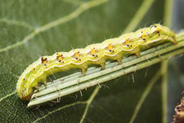 Kıllı yeşil zehirli caterpillar çiçek kök kıpır kıpır görünümünü kapat 
