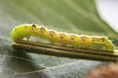Kıllı yeşil zehirli caterpillar çiçek kök kıpır kıpır görünümünü kapat 