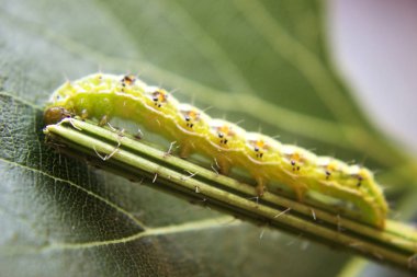 Kıllı yeşil zehirli caterpillar çiçek kök kıpır kıpır görünümünü kapat 
