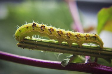 Kıllı yeşil zehirli caterpillar çiçek kök kıpır kıpır görünümünü kapat 