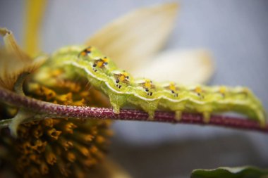 Kıllı yeşil zehirli caterpillar görünümü Kapat çiçek
