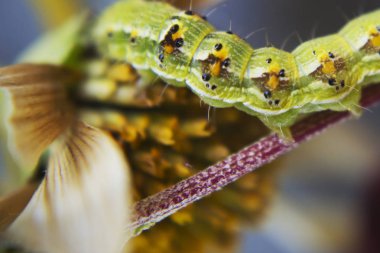 Kıllı yeşil zehirli caterpillar görünümü Kapat çiçek