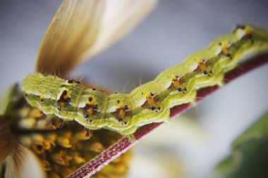 Kıllı yeşil zehirli caterpillar görünümü Kapat çiçek