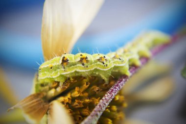 Kıllı yeşil zehirli caterpillar görünümü Kapat çiçek