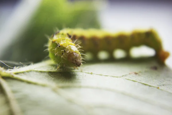 Kıllı yeşil zehirli caterpillar yeşil yaprağı kıpır kıpır, görünümü Kapat