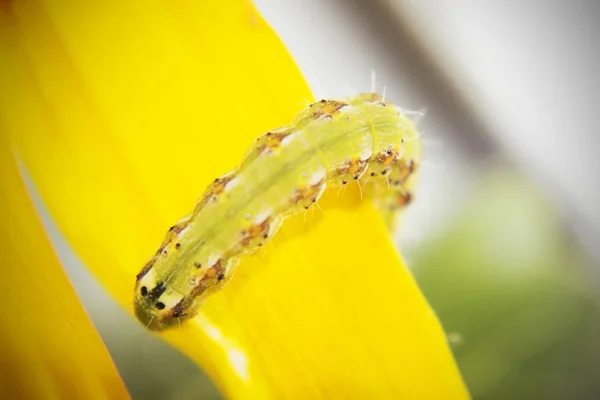 Kıllı yeşil zehirli caterpillar görünümü Kapat çiçek