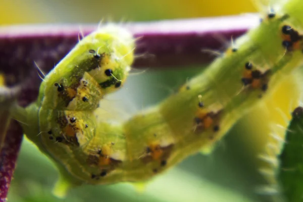 Fechar Vista Verde Peludo Lagarta Venenosa Balançando Longo Haste Flor — Fotografia de Stock