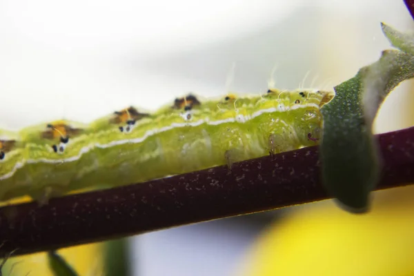 Fechar Vista Verde Peludo Lagarta Venenosa Balançando Longo Haste Flor — Fotografia de Stock