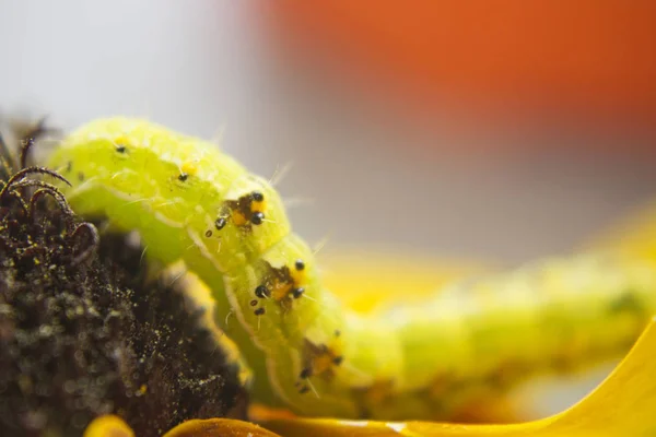 Kıllı yeşil zehirli caterpillar görünümü Kapat çiçek
