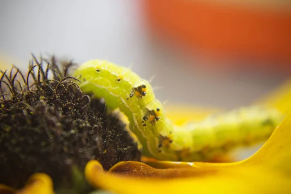 Kıllı yeşil zehirli caterpillar görünümü Kapat çiçek
