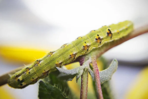 Kıllı yeşil zehirli caterpillar çiçek kök kıpır kıpır görünümünü kapat 