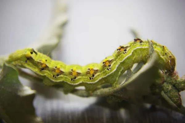 Kıllı yeşil zehirli caterpillar yeşil yaprağı kıpır kıpır, görünümü Kapat