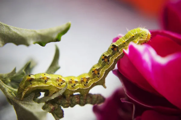 Kıllı yeşil zehirli caterpillar yeşil yaprağı kıpır kıpır, görünümü Kapat
