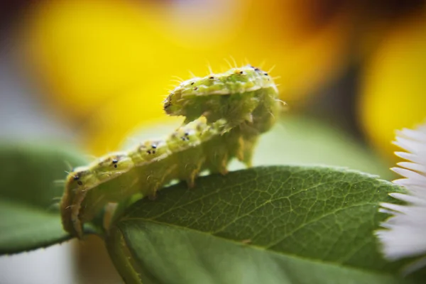 Kıllı yeşil zehirli caterpillar yeşil yaprağı kıpır kıpır, görünümü Kapat