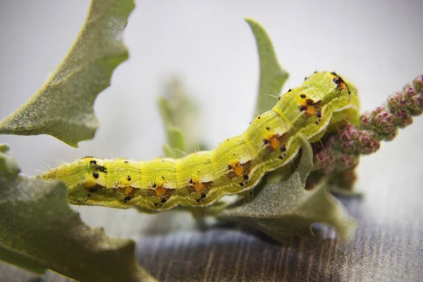 Kıllı yeşil zehirli caterpillar yeşil yaprağı kıpır kıpır, görünümü Kapat