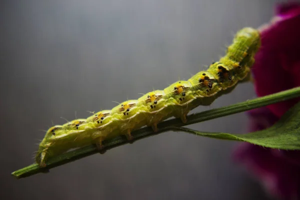 毛绿毒毛虫沿花茎摆动的近观 — 图库照片