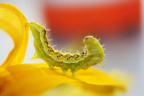 Kıllı yeşil zehirli caterpillar görünümü Kapat çiçek