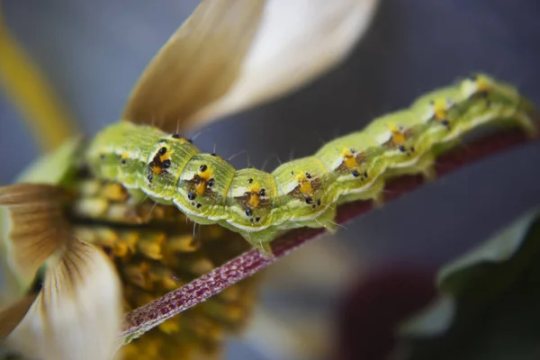 Kıllı Yeşil Zehirli Caterpillar Görünümü Kapat Çiçek — Stok fotoğraf
