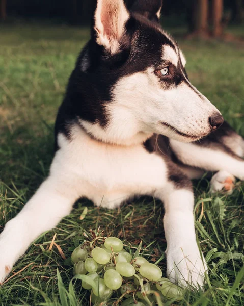 Retrato Perrito Haski — Foto de Stock