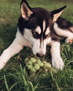 Küçük bir köpek redaksiyon ikinci Direktörü Haski'nin portresi