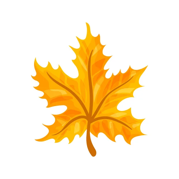Kolorowy jesienny liść drzewa. Ilustracja wektorowa. — Wektor stockowy