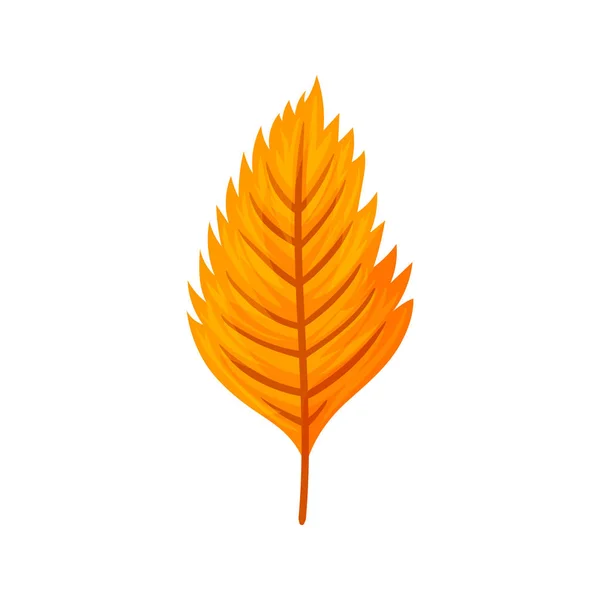 Hoja de árbol de otoño colorido. Ilustración vectorial . — Vector de stock