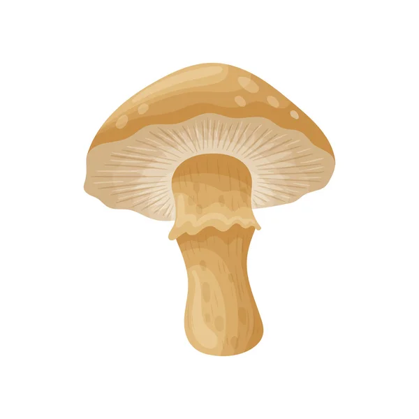 Барвистий свіжий осінній лісовий гриб. Мультфільм плоский стиль силуети значки. Великі осінні елементи концепції дизайну. Векторні ілюстрації . — стоковий вектор