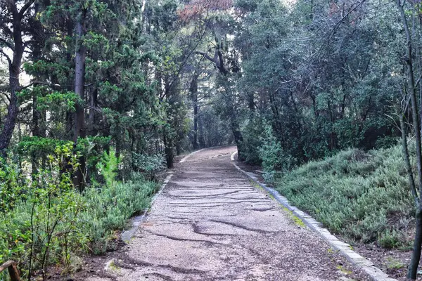 Ormandaki patika, doğal arka plan