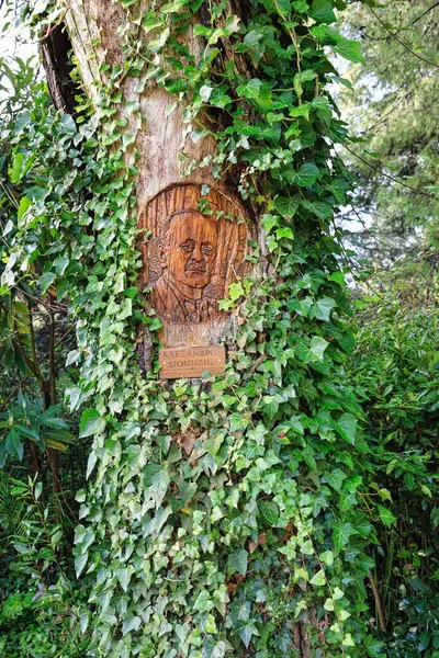 Ormandaki eski ahşap kapı