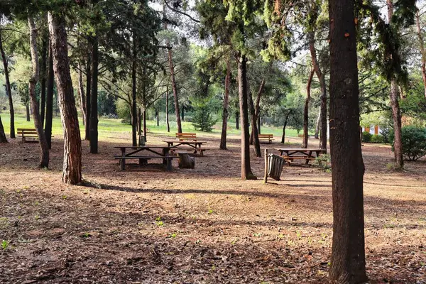 Parkta ahşap bir bank olan güzel bir manzara.