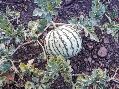 Karpuz alanında. Bahçede büyüyen yeşil karpuz.