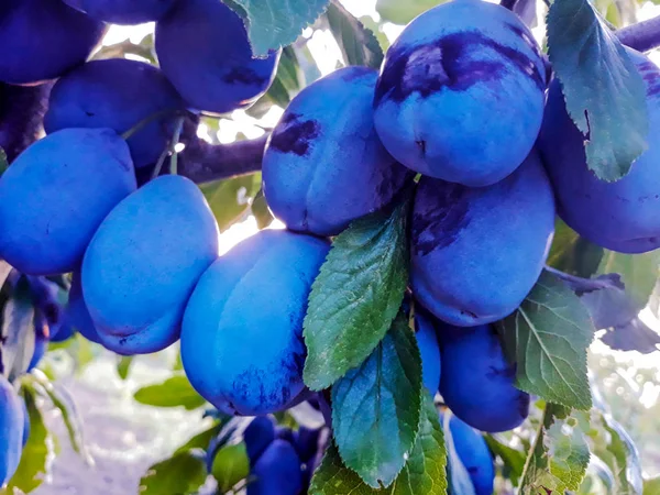 Plums Hanging Tree Branch Orchard Tree Plums Ripe Blue Plums — Stock Photo, Image