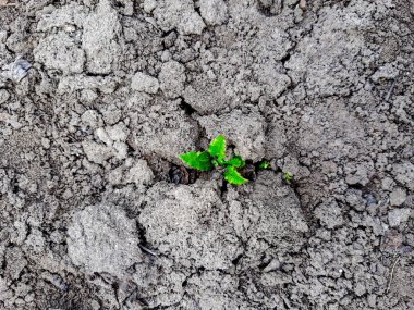 graan Filiz gri zemin