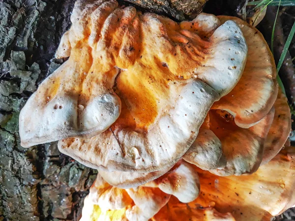 Cogumelos Fungo Crescer Tronco Árvore Gotas Orvalho Cogumelos — Fotografia de Stock