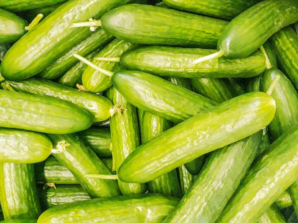 Verse Bos Van Komkommer Tafel Achtergrond Komkommer Boerenmarkt Oekraïne Verse — Stockfoto