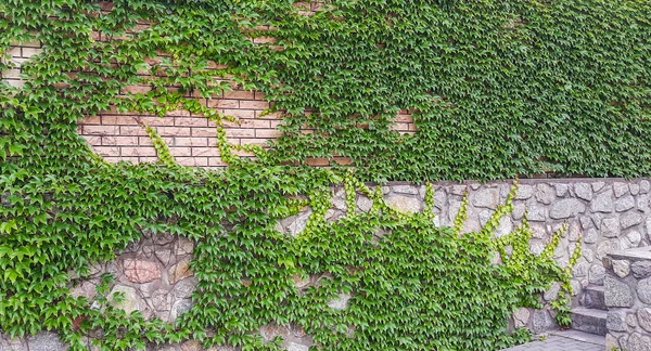 Leaves of ivy covering the wall. Stone wall with ivy for background or texture.