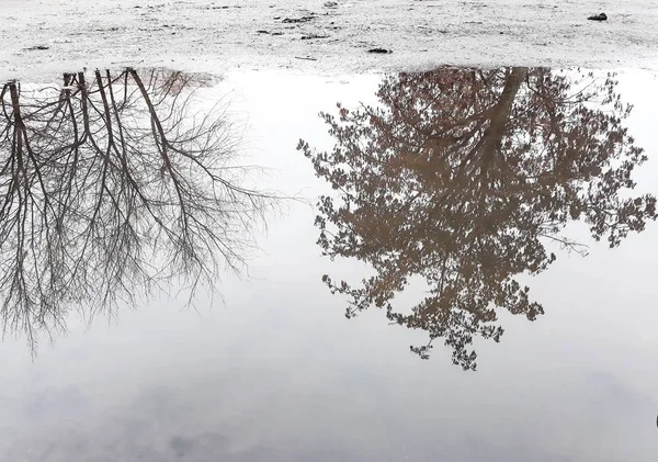 Wintage Afbeelding Met Boom Het Water — Stockfoto