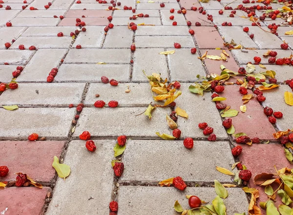 Μούρο Dog Τριαντάφυλλο Πλάκες Φθινόπωρο — Φωτογραφία Αρχείου