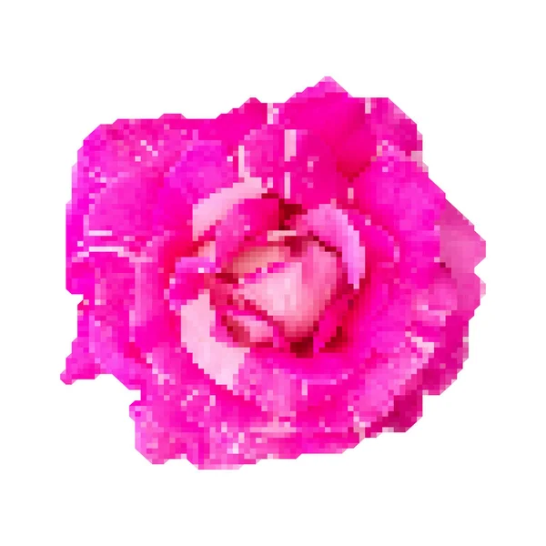 Grande Rose Rose Rose Rouge Fraîche Rose Réaliste Dans Style — Image vectorielle