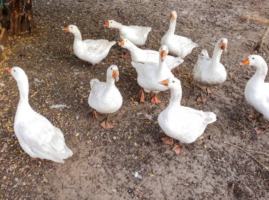 Beyaz kaz grubu, hayvanlar