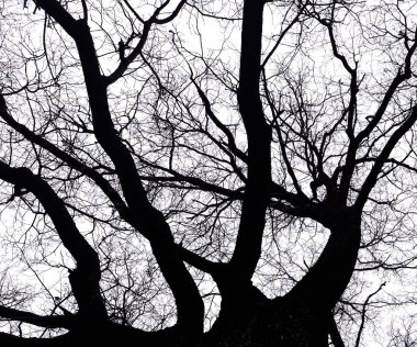 meşe, sonbahar veya bahar ağacı