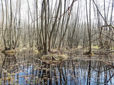 Ağaçlarla dolu bataklık, doğa, park